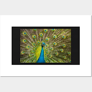 Peacock Posters and Art